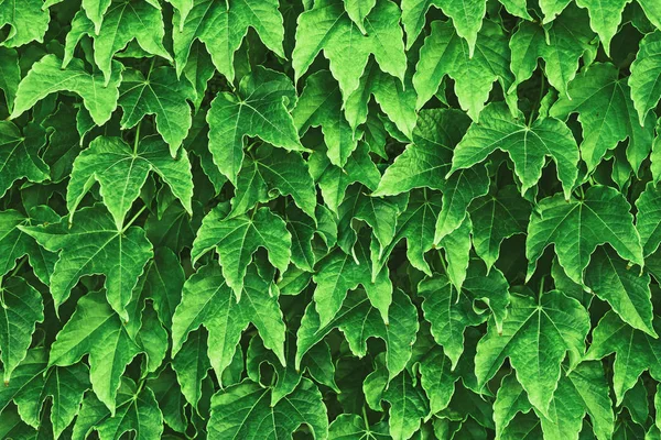 Podłoże wykonane z świeżych zielonych liści stonowanych Chartreuse kolor. — Zdjęcie stockowe