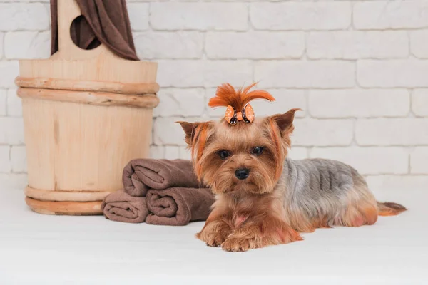 Porträt des niedlichen yourkshire Terriers nach der Pflege. Stockbild