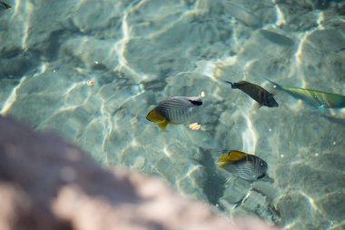 Kristal berraklığında su Red Sea'deki/daki tropikal renkli balık. Kristal deniz suyu, üstten görünüm yüzeyinin altında balıklar yüzüyor.