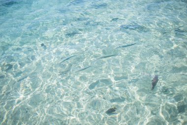 Kristal berraklığında su Red Sea'deki/daki tropikal renkli balık. Kristal deniz su yüzeyinin altında balıklar yüzüyor.