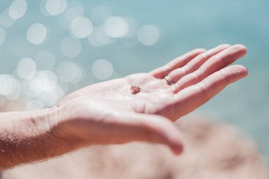 Küçük kanser keşiş onun kabuk ile el mans.