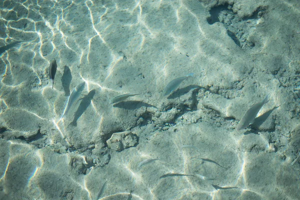 Tropical colorful fish in crystal clear water in Red sea. Fishes are swimming below the surface of crystal sea water.