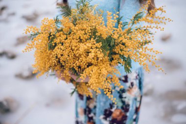Mimoza sarı çiçekler kırpılmış kadının elinde. Bahar kavramı. Kadının gün sembolü.