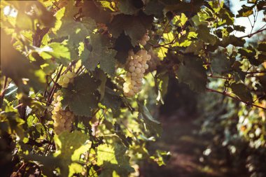 Çalılıklarda yetişen olgun sarı üzüm, yakın görüş..