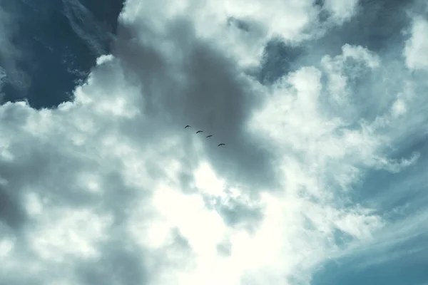 Rebanho Pássaros Céu Deslumbrante Com Grandes Nuvens Escuras — Fotografia de Stock