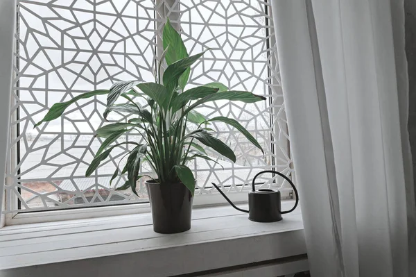 Green plant in pot and watering can on white window sill.