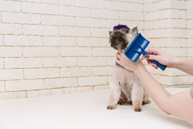 Beyaz tuğla duvar arka plan üzerinde damat sonra sevimli yorkshire korkunç