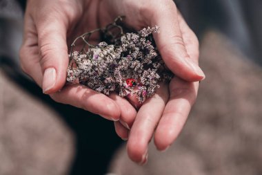 Kadınların elindeki çiçeklerdeki uğur böceği. Yakın çekim görünümü.
