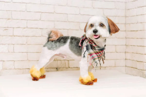 Cute lap dog with a creative hairstyle after grooming on white brick wall background.
