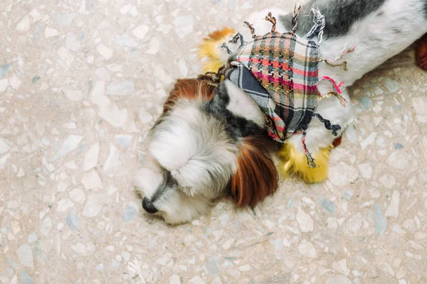 Cute lap dog in colorful scarf is sleeping on the ground.