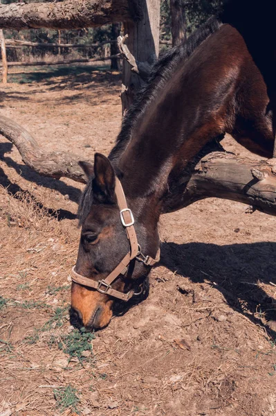 Old and lean brown horse standing behind the fence. — Stock Photo, Image