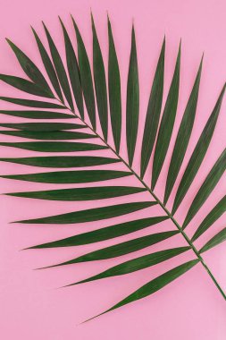 Pembe arka planda tropik palmiye yaprağı. Düz yatıyordu.