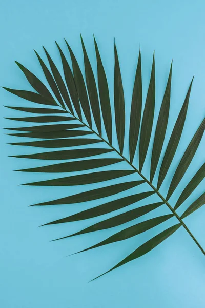 Hoja de palma tropical sobre fondo azul. Puesta plana . — Foto de Stock