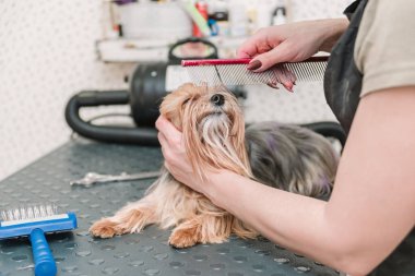 Groomer masadaki taraklı şirin Yorkshire teriyerini tarıyor..