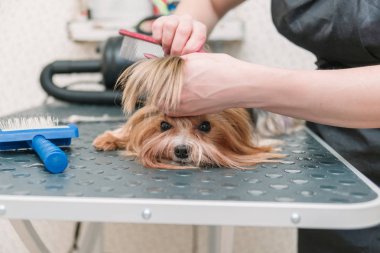 Groomer masadaki taraklı şirin Yorkshire teriyerini tarıyor..