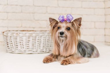 Beyaz tuğla duvar arka planında tımarlandıktan sonra menekşe yaylı şirin Yorkshire teriyeri.