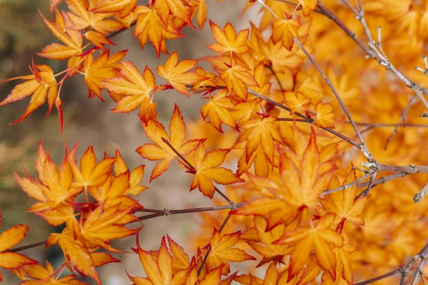 Branch with bright orange autumn leaves. Autumn concept. — Stock Photo, Image