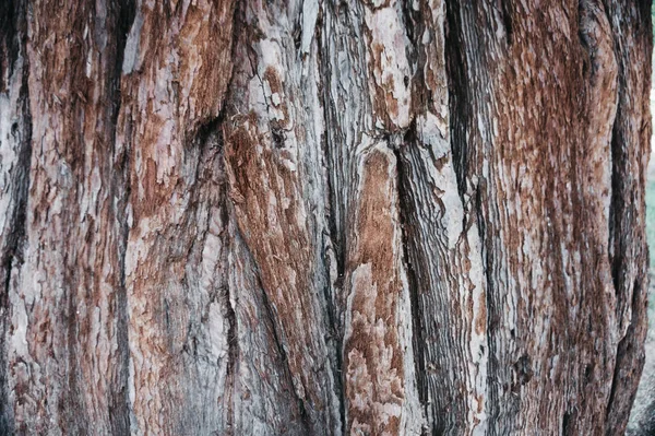 Natural brown old wooden background. Bark texture. — Stock Photo, Image
