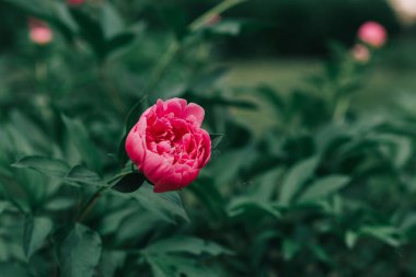 Bahçede çiçeklenme pembe güzel şakayık. Bahar konsepti.