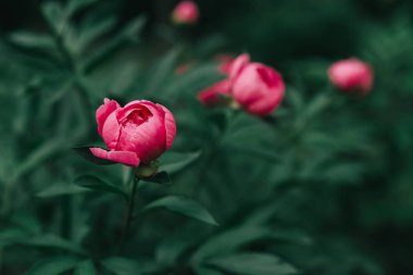 Bahçede çiçeklenme pembe güzel şakayık. Bahar konsepti.