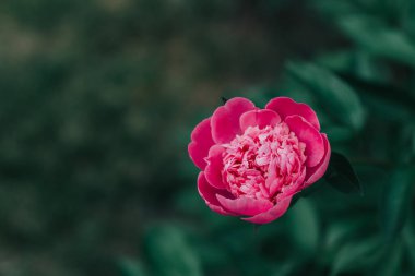 Bahçede çiçeklenme pembe güzel şakayık.