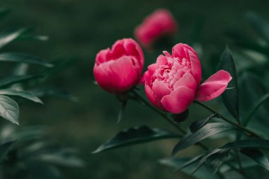 Bahçede çiçeklenme pembe güzel şakayık. Bahar konsepti.