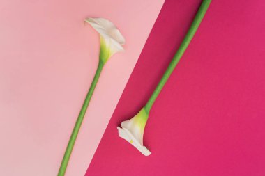 Pembe arka planda iki beyaz zambak çiçeği.