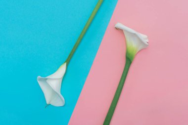 Pembe ve mavi arka planda iki beyaz zambak çiçeği. Üst görünüm.