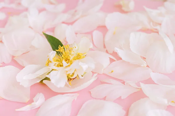 Pétalos de peonía tierna blanca sobre fondo rosa . — Foto de Stock