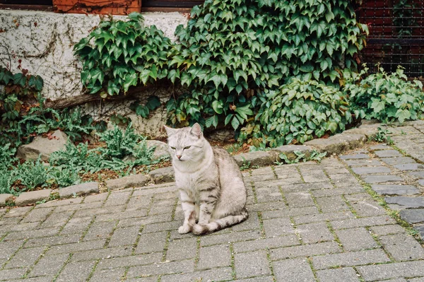 Gatto grigio è seduto sul marciapiede pavimentazione e guardando le persone . — Foto Stock