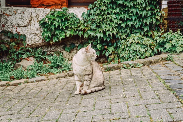 Gatto grigio è seduto sul marciapiede pavimentazione e guardando le persone . — Foto Stock