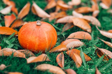 Renkli yapraklar arasında yeşil çimlerde turuncu balkabağı.
