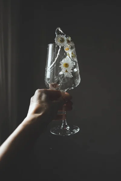 シャモアのあるワイングラスの花や水が濃い背景に手に落ちる 最小限で創造的なスタイル — ストック写真