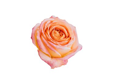 Beyaz arka planda izole edilmiş güzel büyük bir turuncu gül. Görüntüyü kapat.
