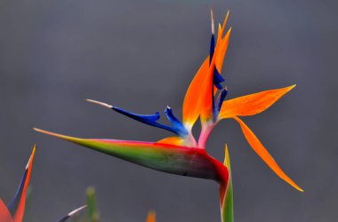 Cennet kuşları, yumuşak odaklı koyu gri arka planda izole edilmiş.