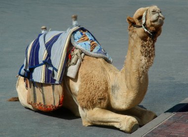 Kudüs, İsrail 'de turistik eğlence için kullanılan dinlenen bir deve, yük hayvanı.