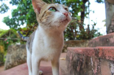 küçük bir yüz kadar yakın ve sevimli kedi