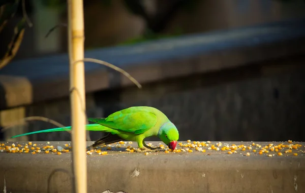 Зеленый индийский кольчатый попугай, Красочный попугай, кукурузный ломтик, Пхукет Птичий парк , — стоковое фото