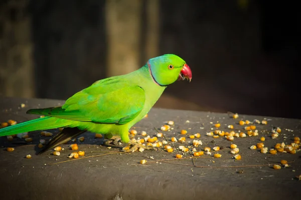 Yeşil Hint Ringneck Muhabbet Kuşu, Renkli Papağan mısır dilimi, Phuket Kuş Parkı yeme,