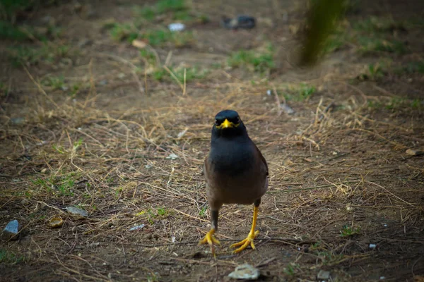 Primer plano de Common myna Caminando en el suelo —  Fotos de Stock