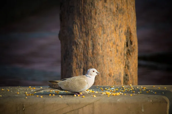 Küçük Beyaz Güvercinler Yerde Yiyecek Arıyor — Stok fotoğraf