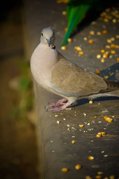 Palomas blancas buscando comida en el suelo — Foto de Stock