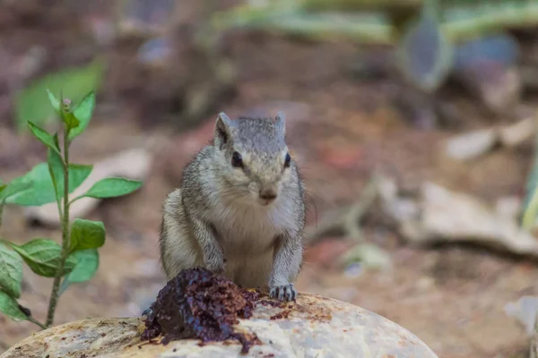 Close up of Small Squirrel Looking For Food On The Ground