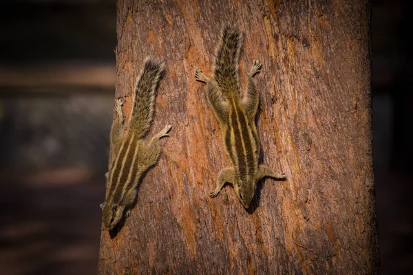 Due scoiattoli su un albero in cerca di cibo — Foto Stock