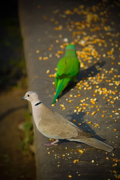 Pombas brancas pequenas e papagaio procurando comida no chão — Fotografia de Stock