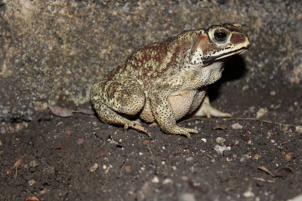 Duttaphrynus melanostictus Asya kurbağası olarak bilinir, Asya kara kurbağası - omurgalı kurbağa,