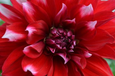 büyük ve güzel kırmızı çiçek