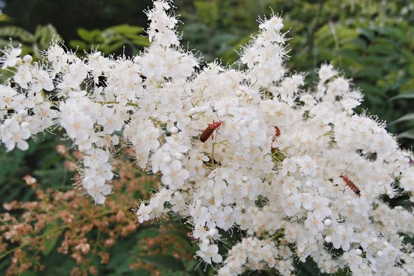 White Flowers Beetles Close View Sorbaria Sorbifolia — Stock Photo, Image