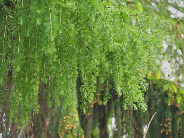 Зелений Гілки Модрини Закри Фон Зеленим Conifer Гілками Весна Лісі — стокове фото