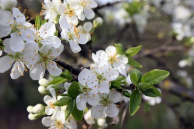 Beyaz çiçekler bulanık arka plan ile bahar yakın çekim meyve ağaçları çiçeklenme